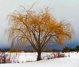 Willow Beside The Canal_05798